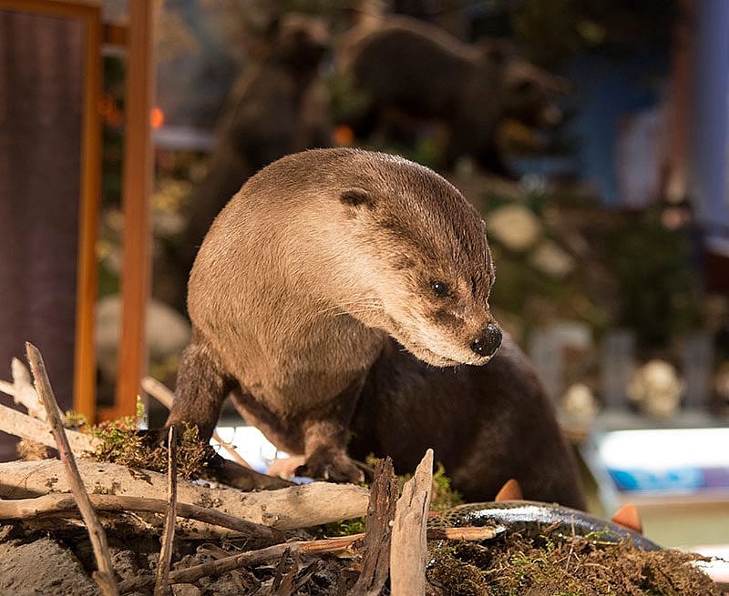 A Treasure from Our West: River otter, Draper Natural History Museum