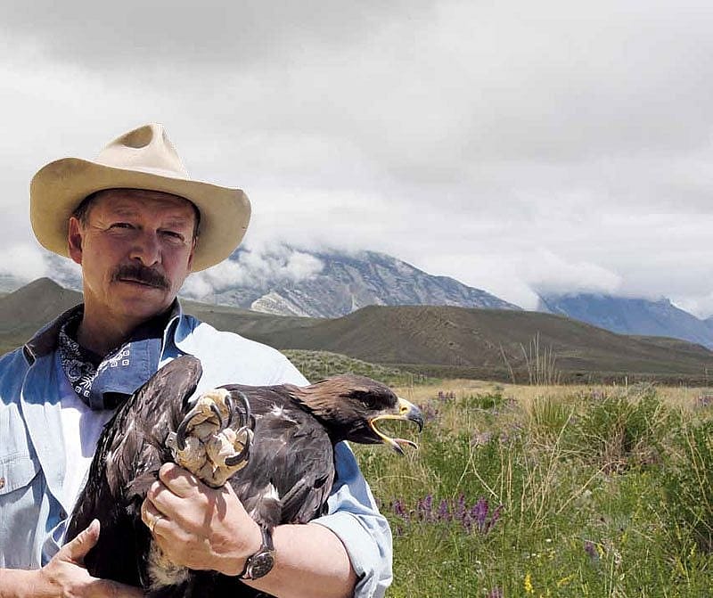 Preston captured this young golden eagle by hand. It was examined, weighed, fitted with a U.S. Department of Interior band, and released unharmed within a few minutes. Photo by Research Assistant Richard Jones.