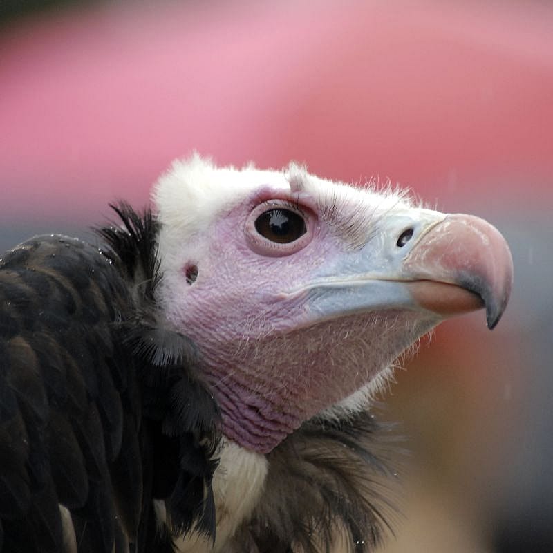 The White-headed Vulture lives in sub-Saharan Africa, and is critically endangered.