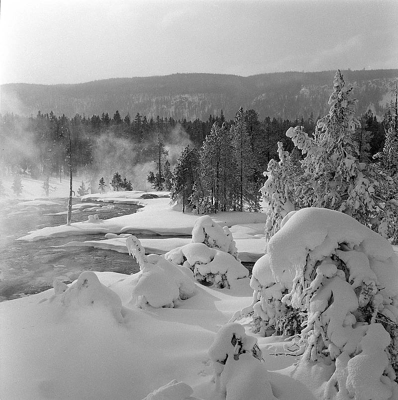 Jack Richard (1909-1992). Photograph negative. Snow on trees near hot springs in Old Faithful area of Yellowstone National Park, January 8, 1971. Jack Richard Photograph Collection. 89.57.11019.24