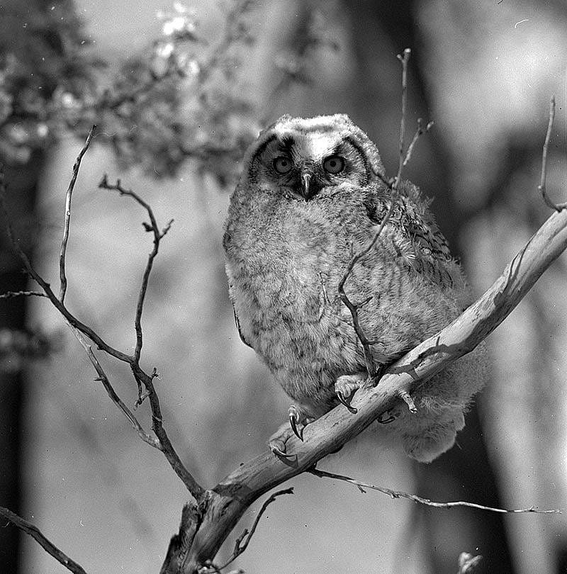 Immature great horned owl. MS 89 Jack Richard Photograph Collection, McCracken Research Library PN.89.43.9048.1
