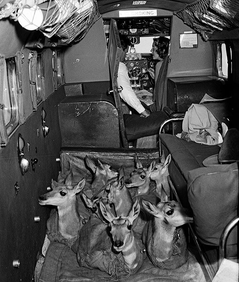 Belden photograph. Pronghorn antelope in cargo hold of plane. PN.67.696e
