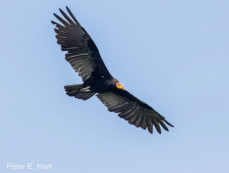 Greater Yellow-headed Vulture in flight.