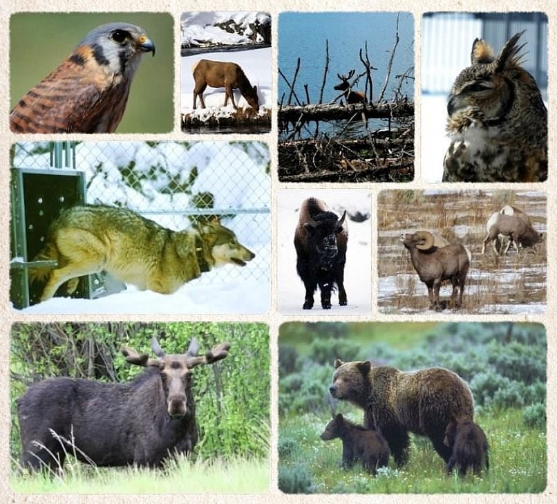 A collage of Yellowstone wildlife, featuring a grizzly bear with cubs, moose, bison, bighorn sheep, wolf, owl, kestrel, and other native animals.