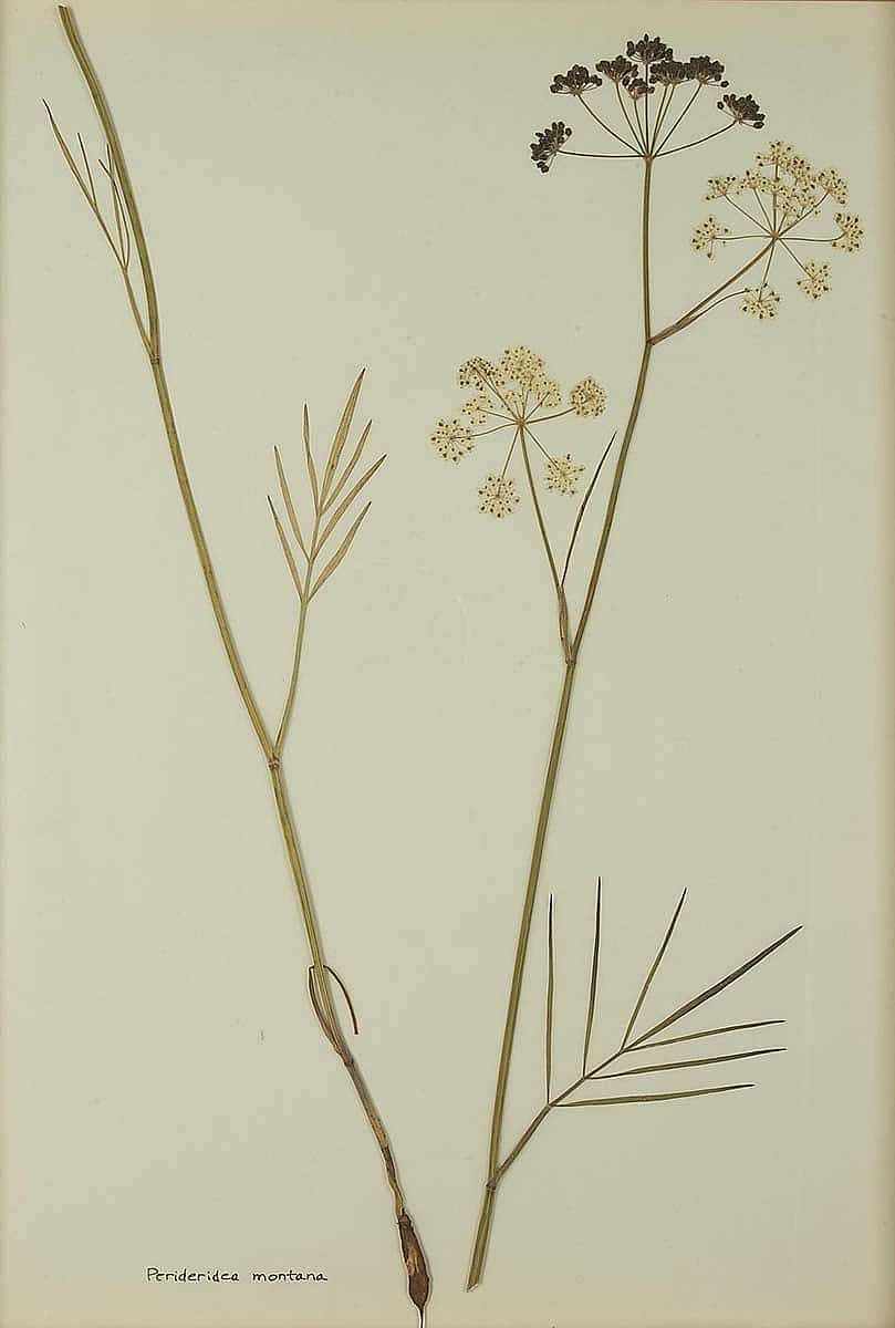 Perideridea montana (yampah, squawroot, wild caraway). NA.603.16