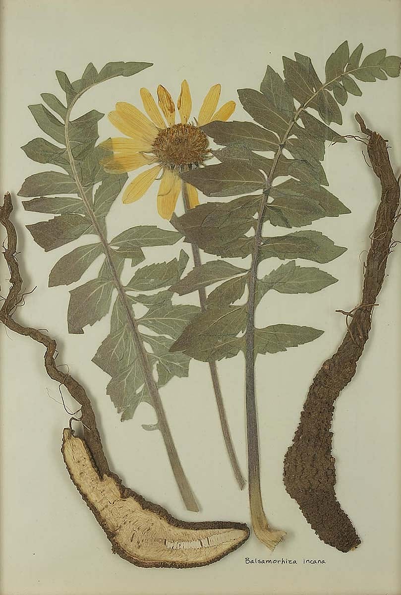 Balsamorhiza incana (balsamroot). NA.603.10
