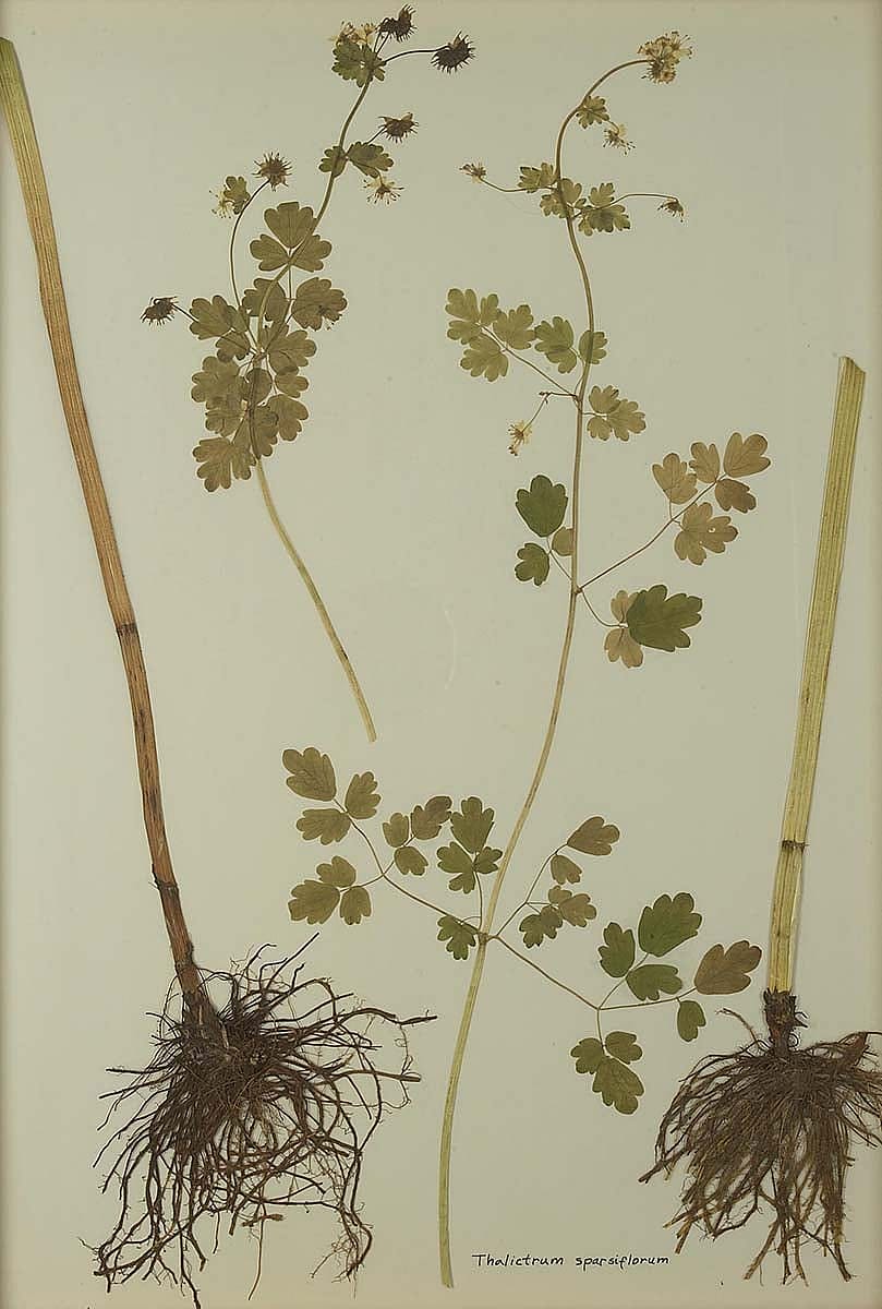 Thalictrum sparsiflorum (fewflower meadow-rue). NA.603.11
