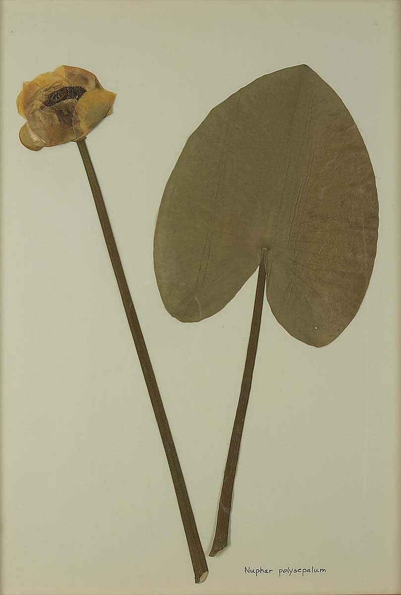 Nuphar polysepalum (yellow pond lily). NA.603.12