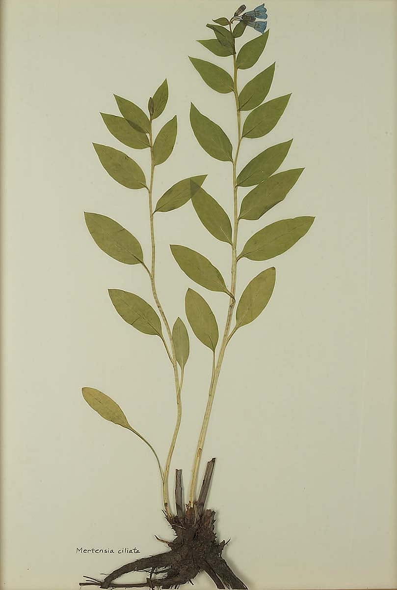 Mertensia ciliate (mountain bluebell). NA.603.15