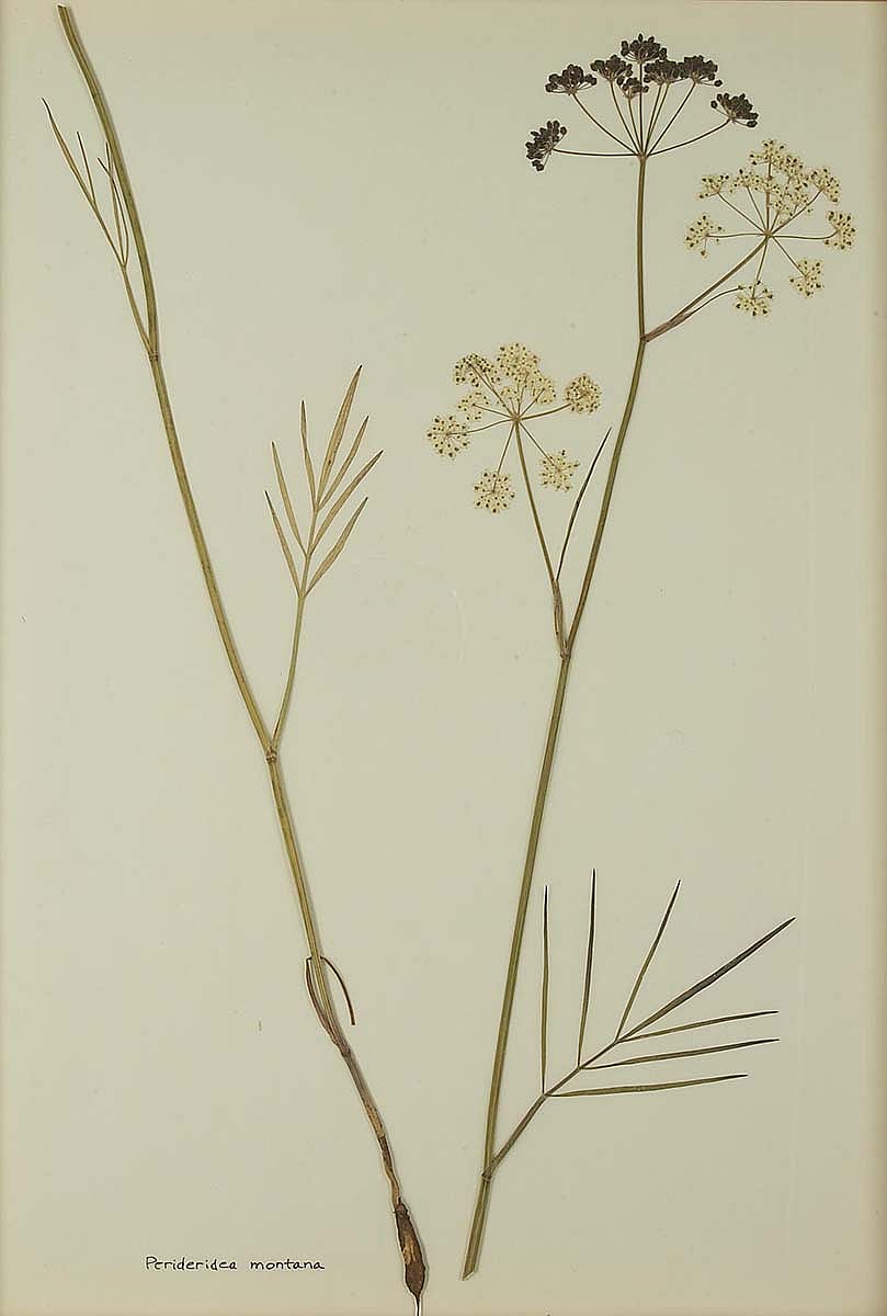 Perideridea montana (yampah, squawroot, wild caraway). NA.603.16