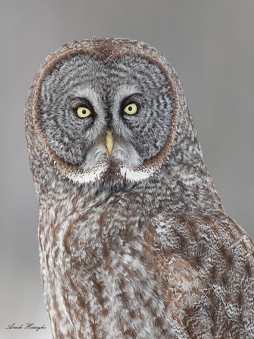 Great gray owl