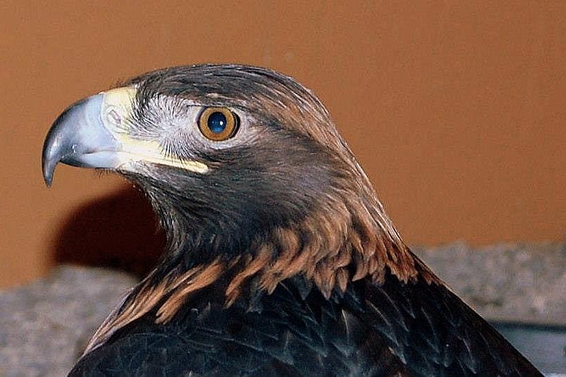 Kateri, our regal Golden Eagle.