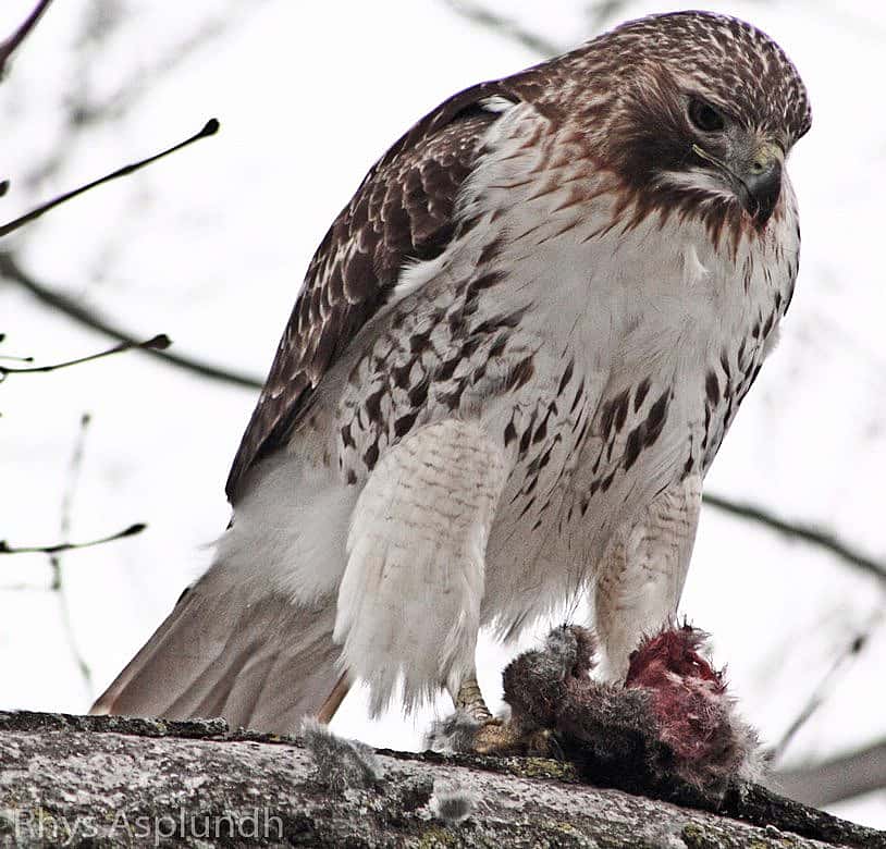 Red-tailed Hawk with belly band, feeding on a rabbit.