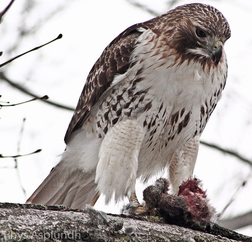 Red-tailed Hawk with belly band, feeding on a rabbit.