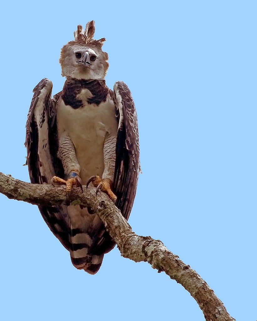 Harpy Eagle perched on a branch.