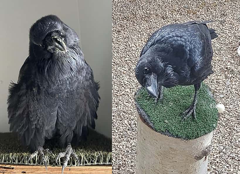 Two photos of Becky, a raven, living at Buffalo Bill Center. Perched and demonstrating what a common raven looks like.