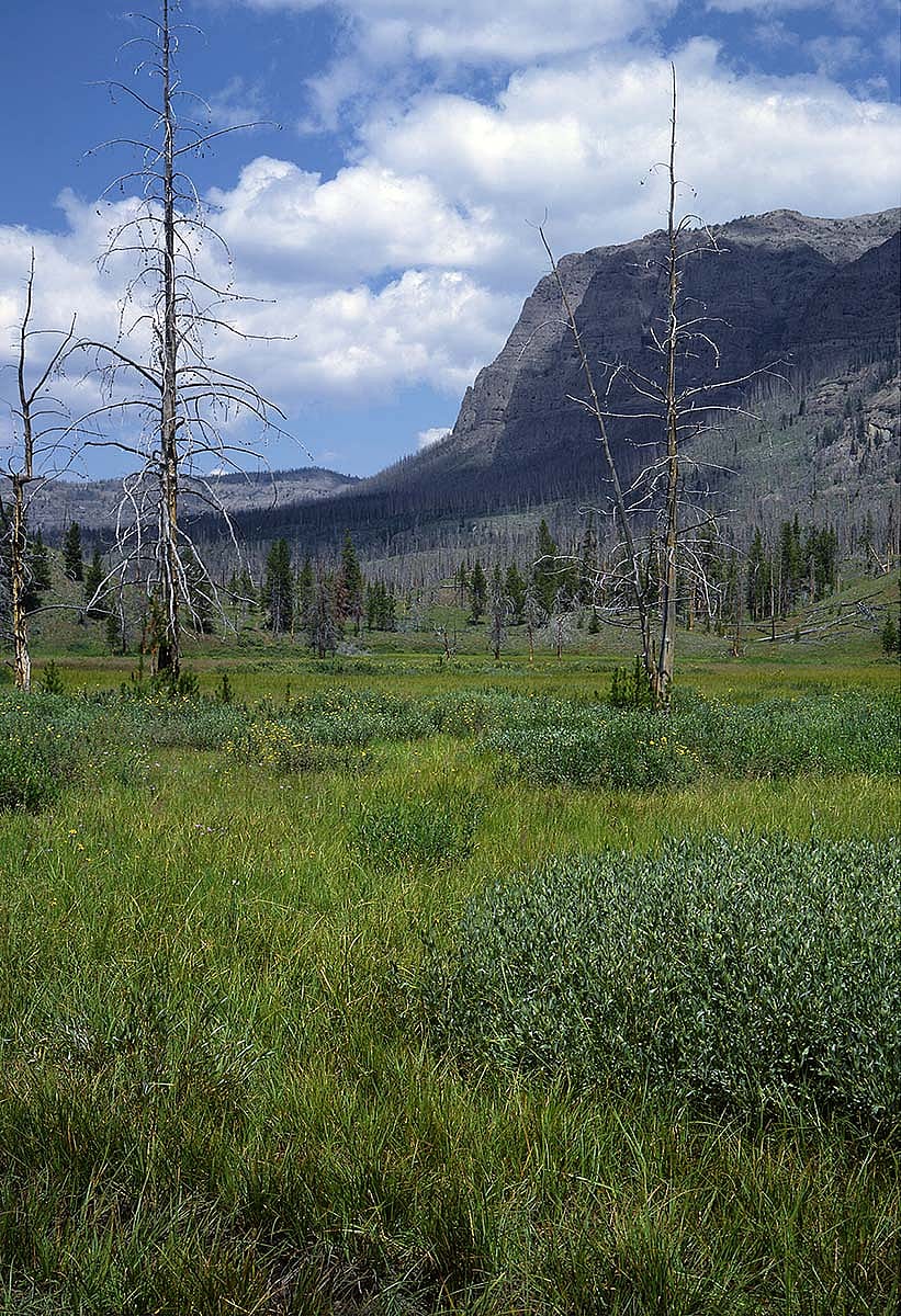 Compare this view of the "County Line Meadow" taken in August 2004 with that taken in 1953. Note the absence of the county line marker. Photograph by Sean Campbell.