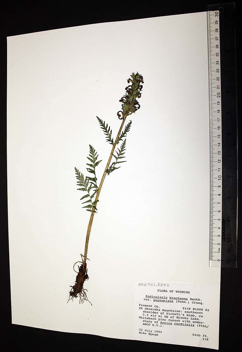 Flora of Wyoming specimen, Pedicularis bracteosa, 1994, from our Draper Natural History Museum. DRA.701.2577