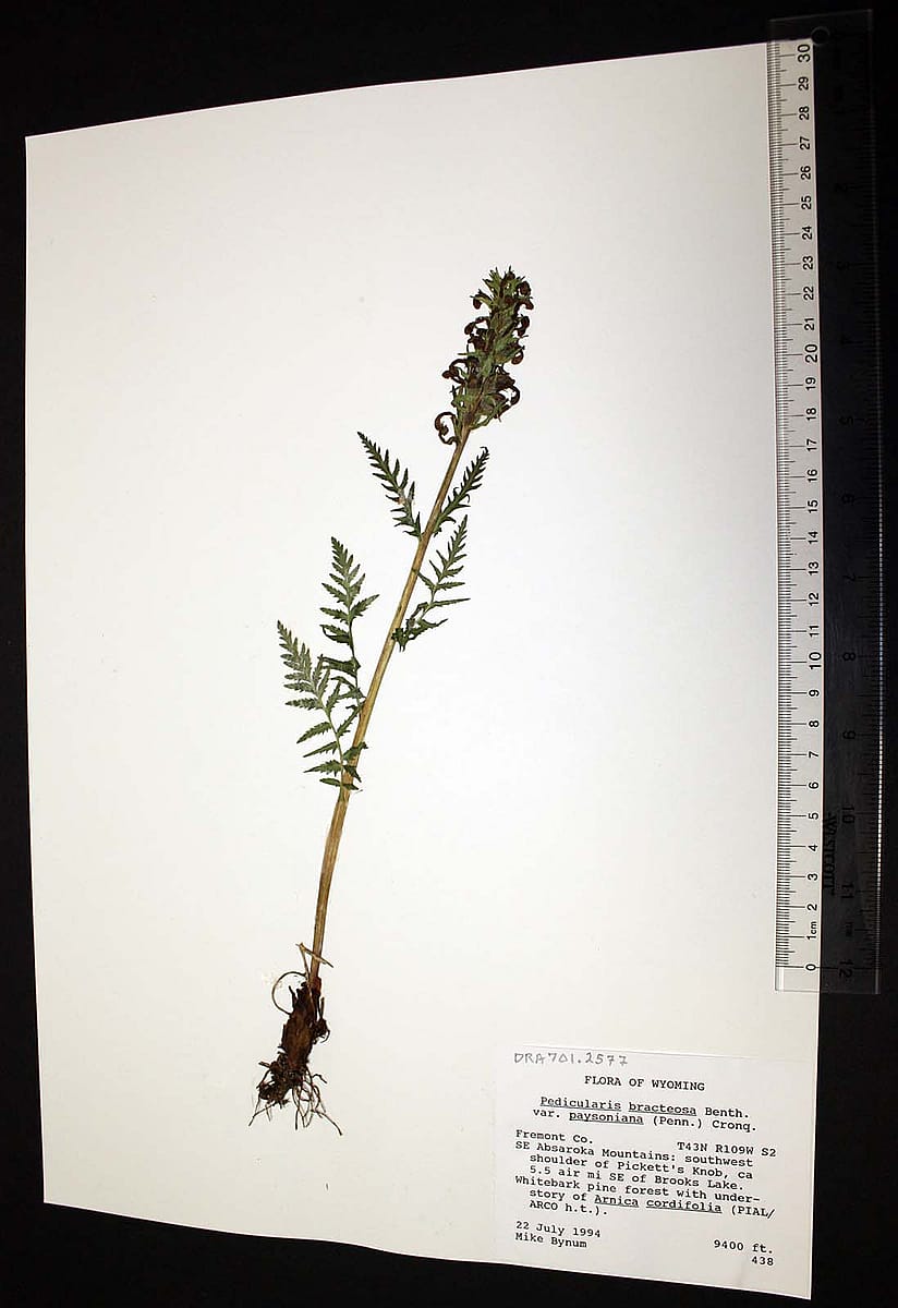 Flora of Wyoming specimen, Pedicularis bracteosa, 1994, from our Draper Natural History Museum. DRA.701.2577