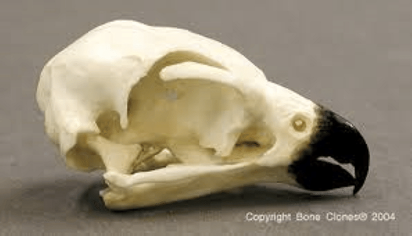 Replica of a peregrine falcon skull. Note the size of the "eye socket."