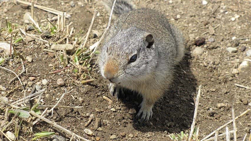 Bear Tooth Pica