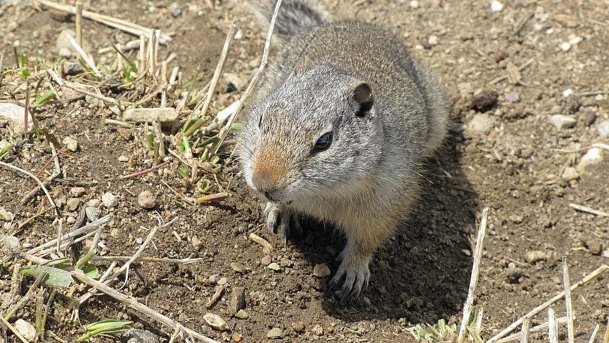 Bear Tooth Pica