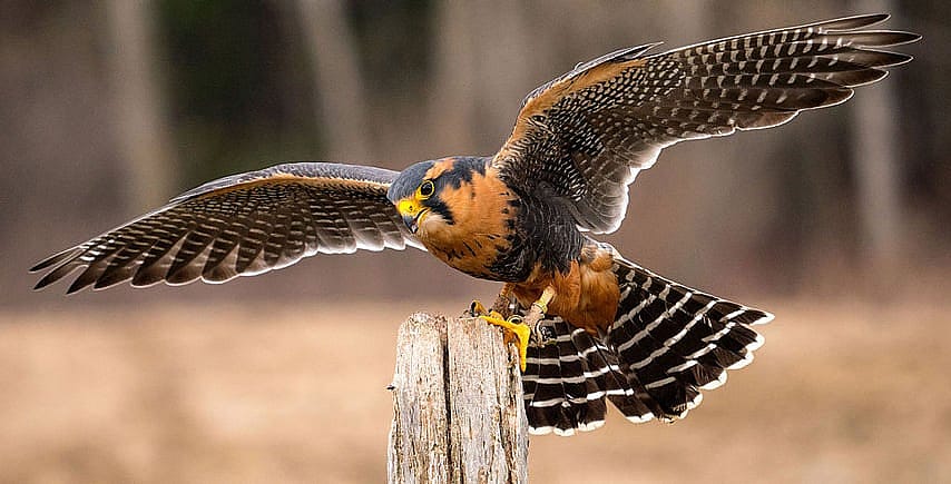 Aplomado Falcon, Perched With Open Wings