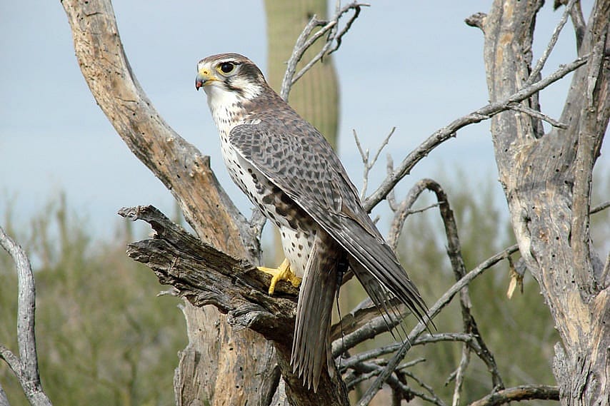 A Prairie Falcon perched on a branch during a Free Flight Program at the Arizona Sonora Desert Museum.