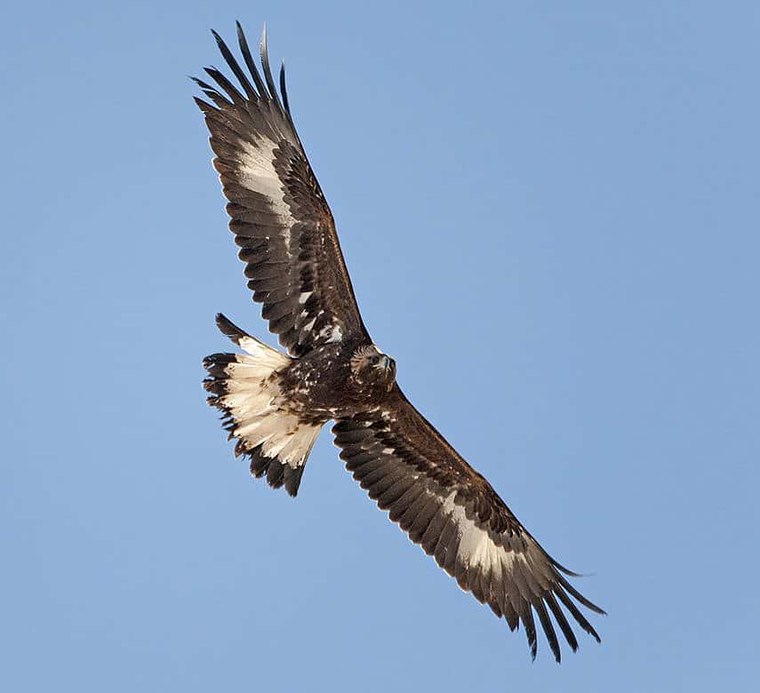 Photo of a young golden eagle in flight, showing the solid white patches under the wing, and the mostly white tail.
