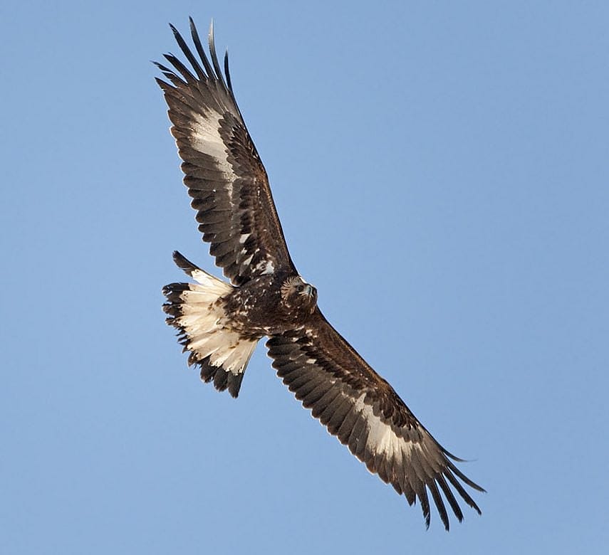 Photo of a young golden eagle in flight, showing the solid white patches under the wing, and the mostly white tail.