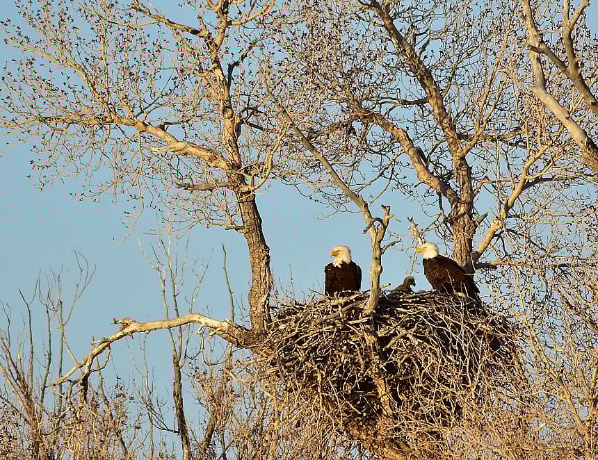 A bald eagle nest located in Seedskadee National Wildlife Refuge.