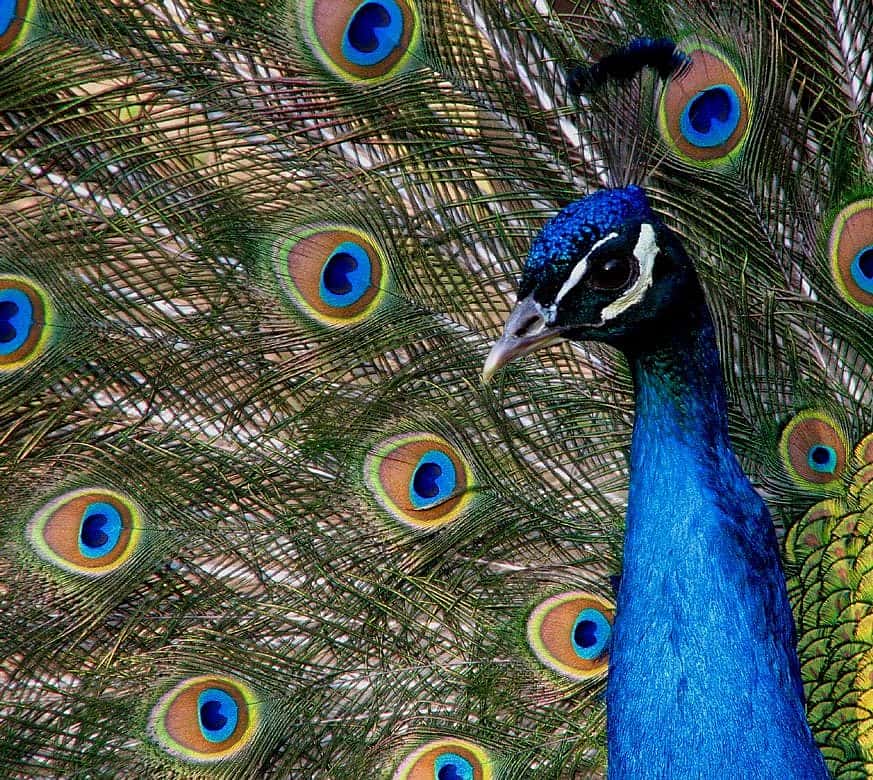 Head, neck, and partial view of opened tail feathers.