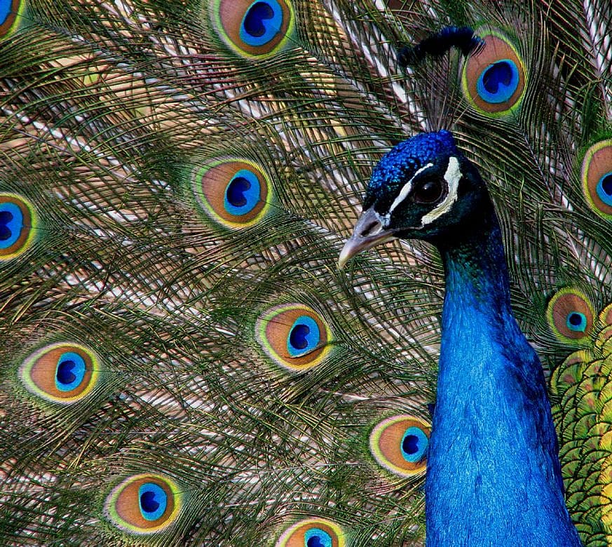Head, neck, and partial view of opened tail feathers.