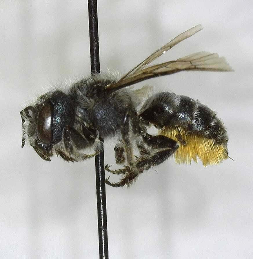 Mason Bee (Osmia). DRA.301.116