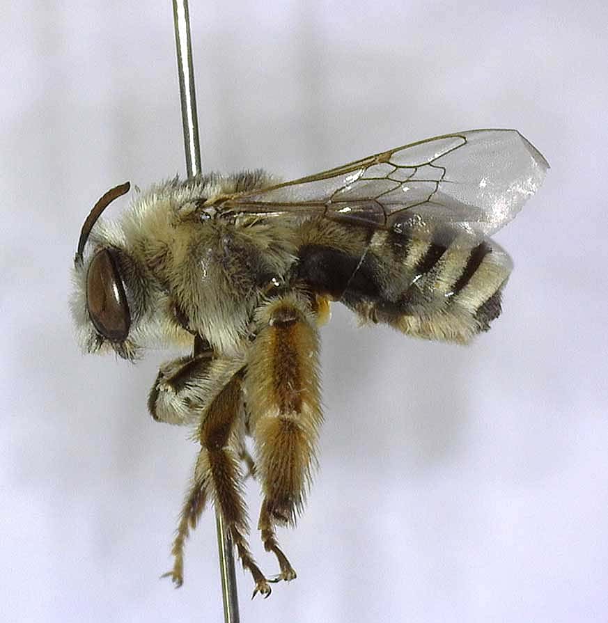Globe Mallow Bee (Diadasia diminuta). DRA.301.63