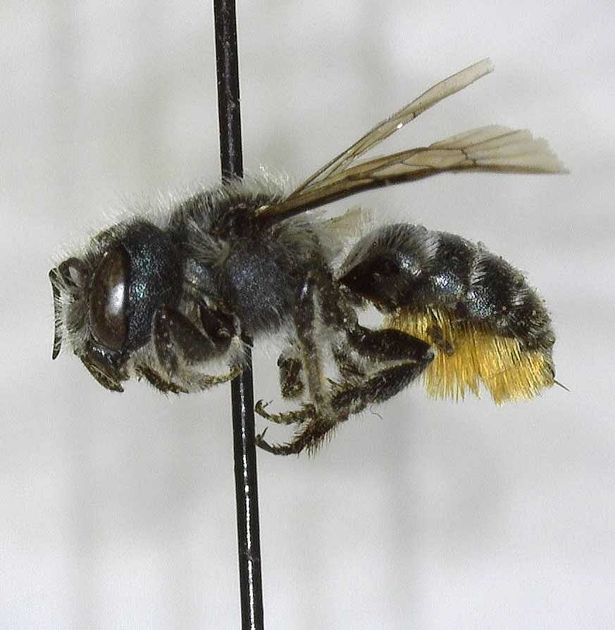 Mason Bee (Osmia). DRA.301.116
