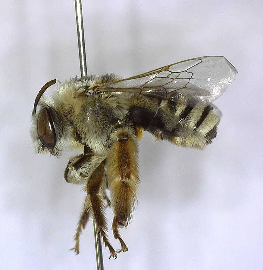 Globe Mallow Bee (Diadasia diminuta). DRA.301.63