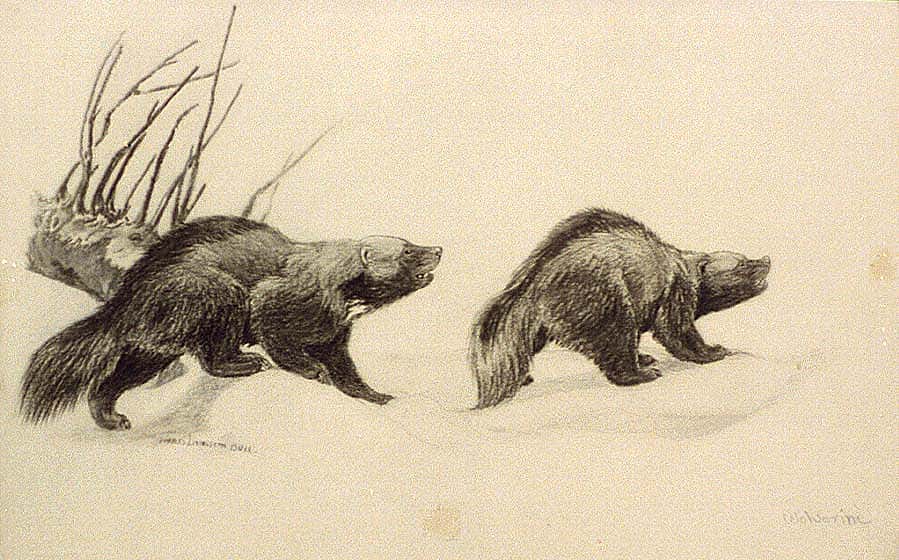Charcoal drawing from Charles Livingston Bull's "Two Wolverines," published between 1890 and 1932. Library of Congress Prints and Photographs Division. CAI-Bull, no. 17