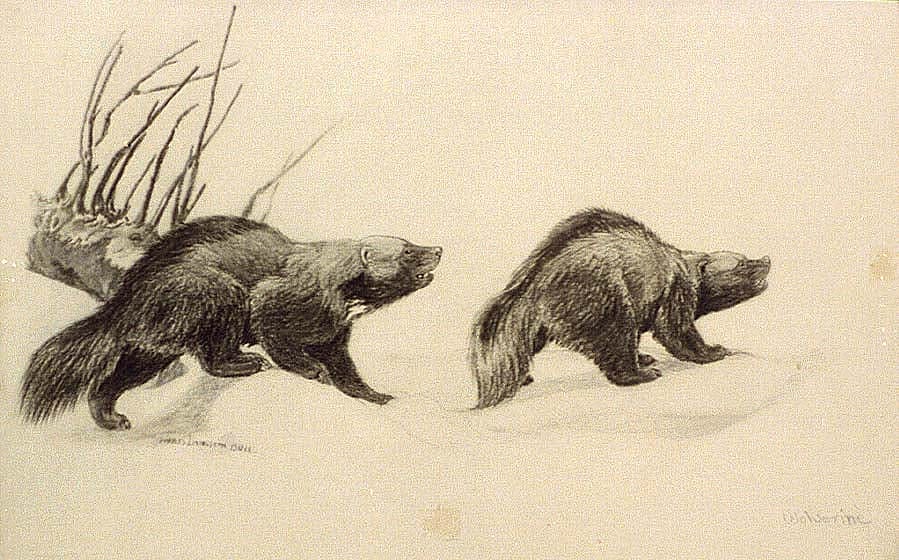 Charcoal drawing from Charles Livingston Bull's "Two Wolverines," published between 1890 and 1932. Library of Congress Prints and Photographs Division. CAI-Bull, no. 17