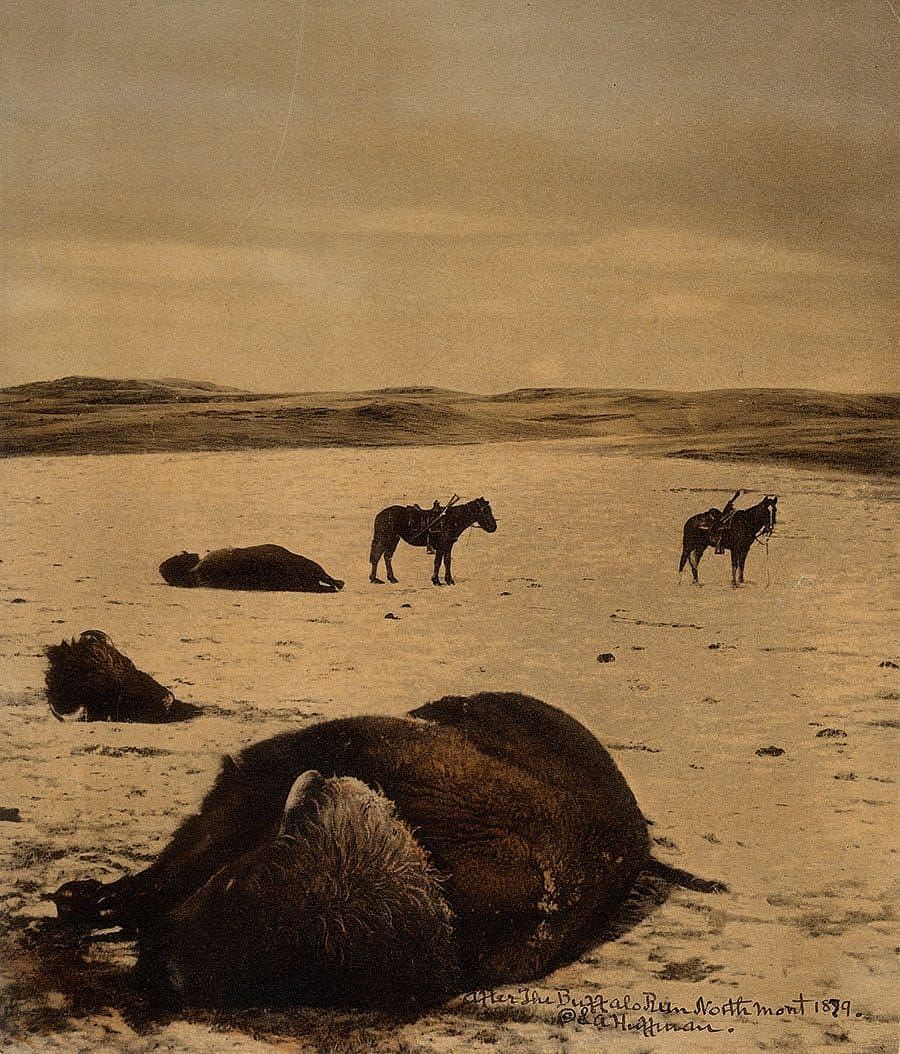 L.A. Huffman (1854-1931). After the Buffalo Run, North Montana, 1879. MS 100 L.A. Huffman Collection. P.100.1979