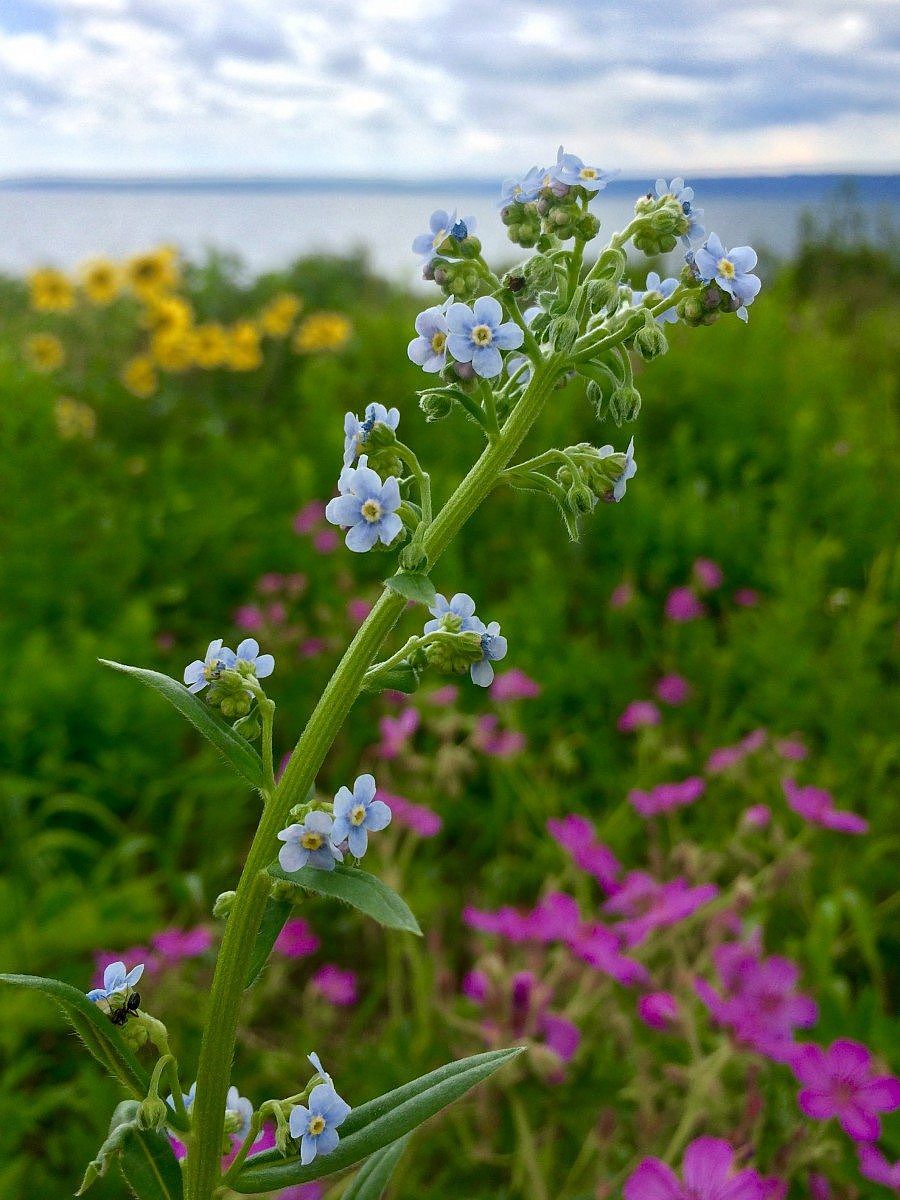 Close-up of delicate blue wildflowers with a colorful meadow and Yellowstone Lake in the background.