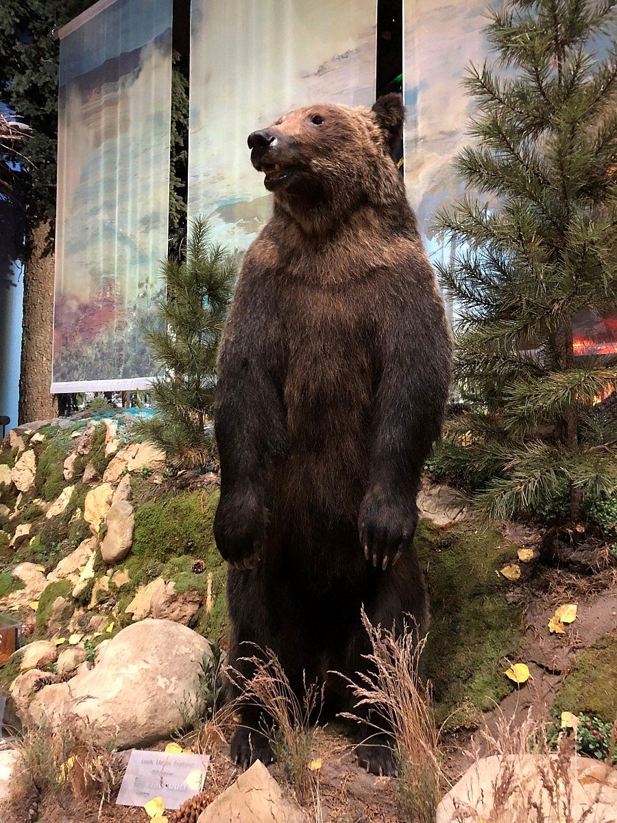 Bear 104's cub at the Draper Natural History Museum at the Buffalo Bill Center of the West.