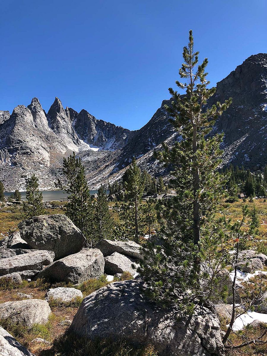 Five needle pines in the Wind River Mountains, Wyoming.
