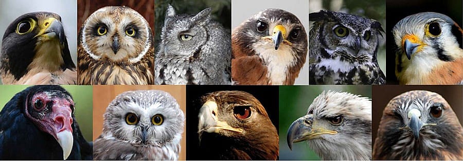 Raptors living at the Draper Museum Raptor Experience, including two falcons, four owls, two hawks, two eagles, and a Turkey Vulture.