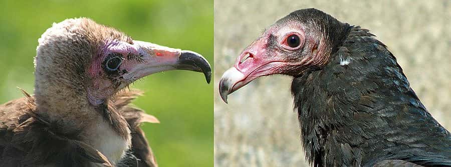 Old World Hooded Vulture and Suli, a New World Turkey Vulture