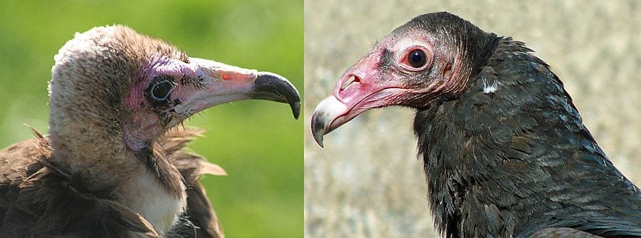 Old World Hooded Vulture and Suli, a New World Turkey Vulture