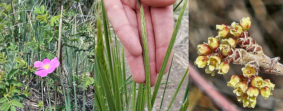 Woods Rose, photo by Alex Martin; Crested Wheatgrass; Phenology Skunkbrush, photo by Jan Hoar.