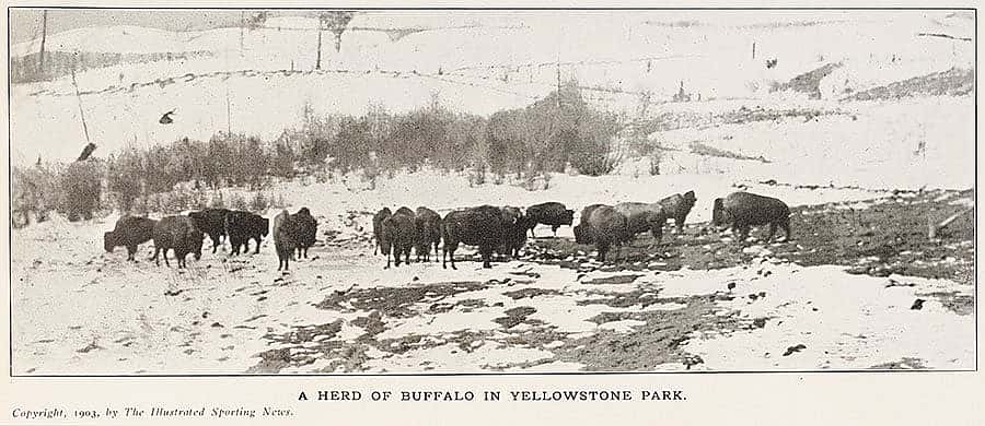 A Herd of Buffalo in Yellowstone Park. 1903, The Illustrated Sporting News.