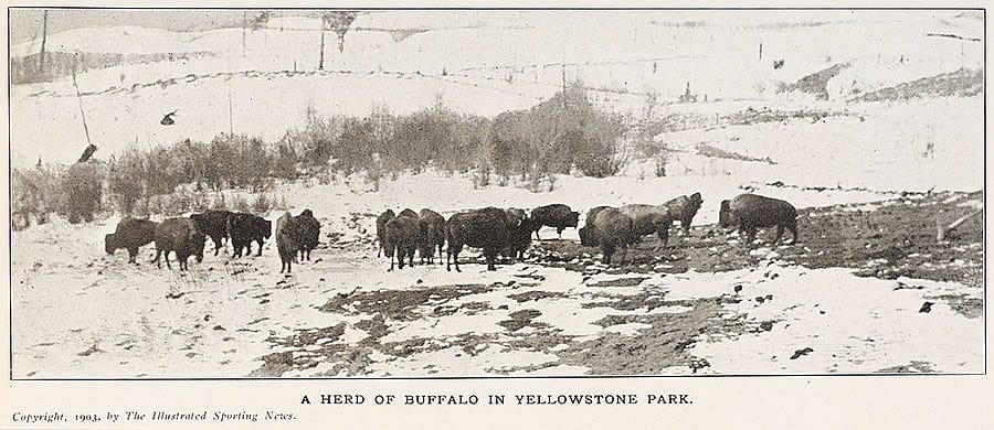 A Herd of Buffalo in Yellowstone Park. 1903, The Illustrated Sporting News.