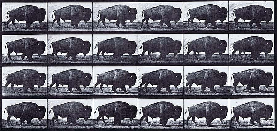 Animal Locomotion, Eadweard Muybridge, Plate 699, 1887. Black and white serial print with 24 views of a walking buffalo.